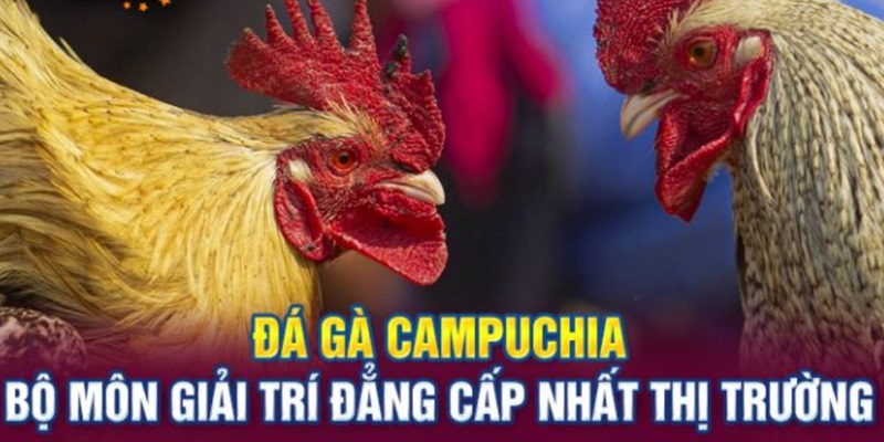Giới thiệu sức hút của thể loại đá gà Campuchia